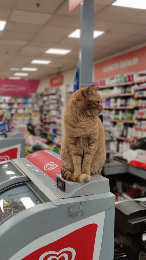Cat resting inside a small shop in Bomonti neighborhood